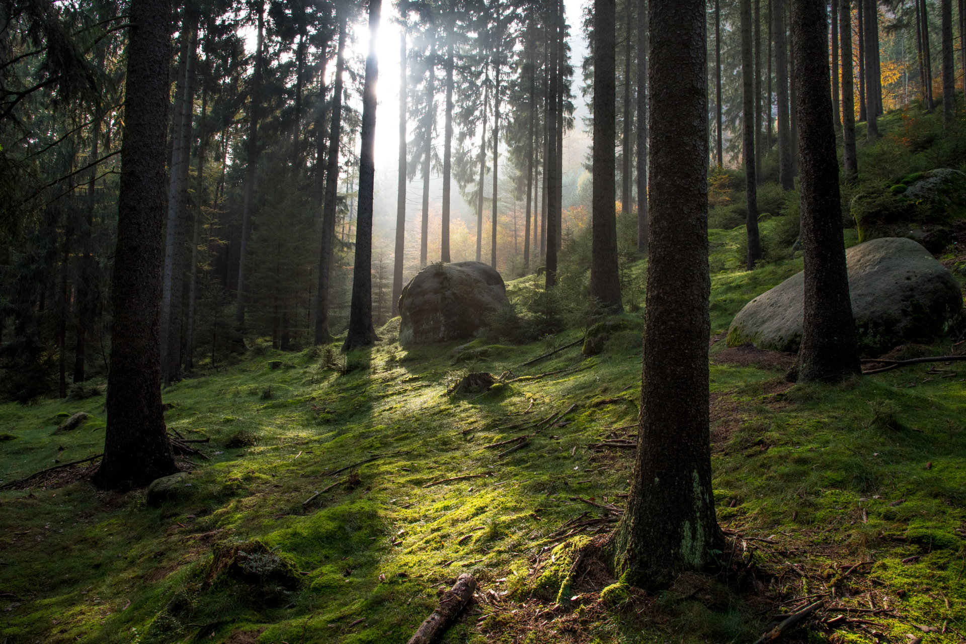 Stimmungsvoller Sonnenlicht-Einfall in moosbedecktem Wald