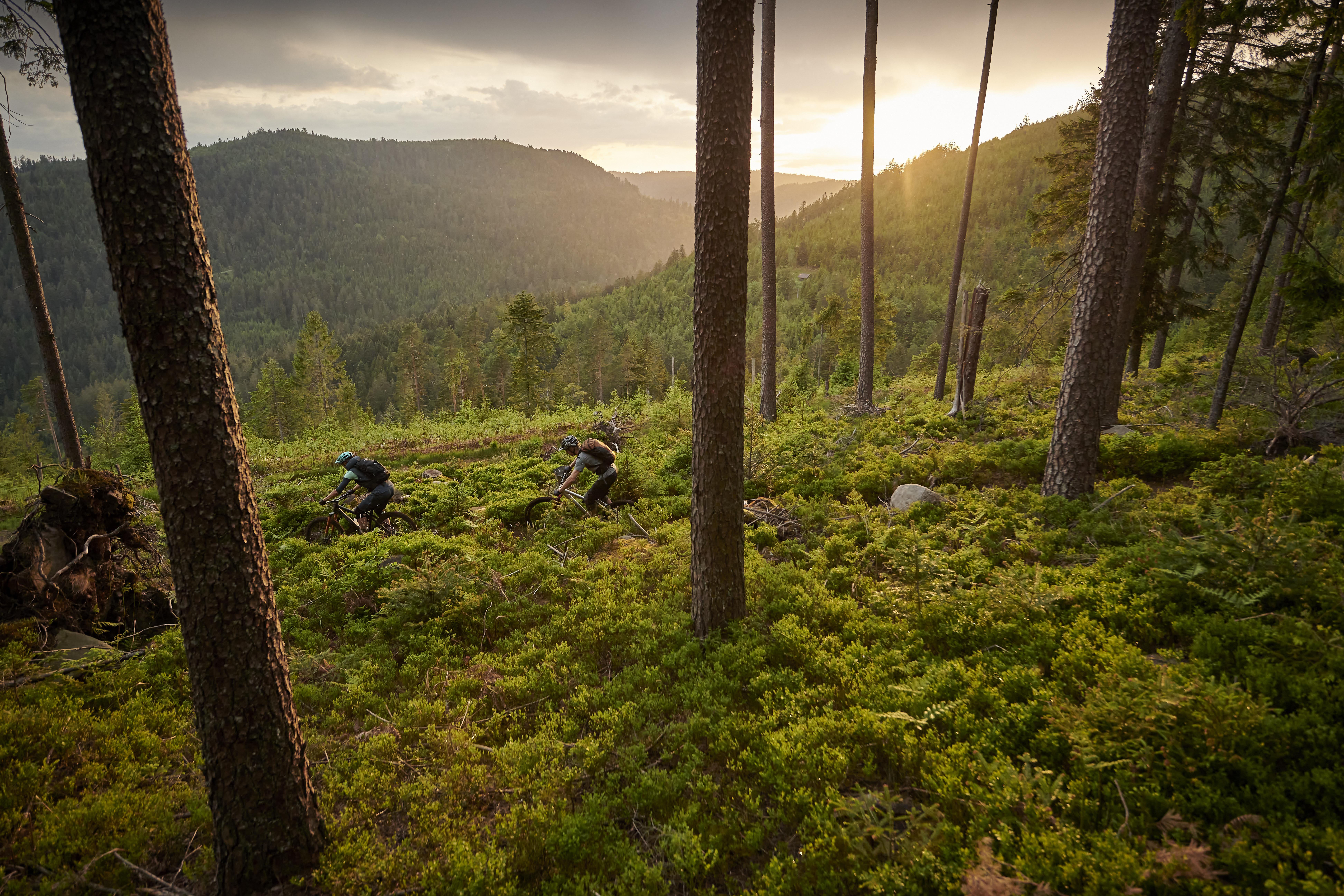 Mountainbiker bei Sonnenuntergang im Wald